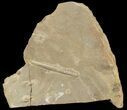 Cruziana (Fossil Trilobite Trackway) - Morocco #49196-1